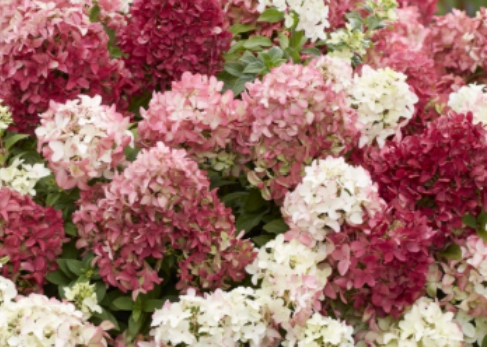  Hydrangea paniculata GROUNDBREAKER RUBY
